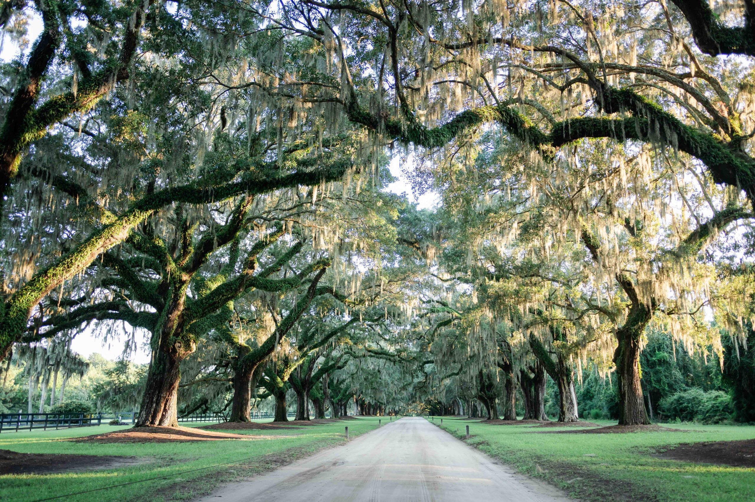 Avenue of Oak trees Boone Hall Plantation