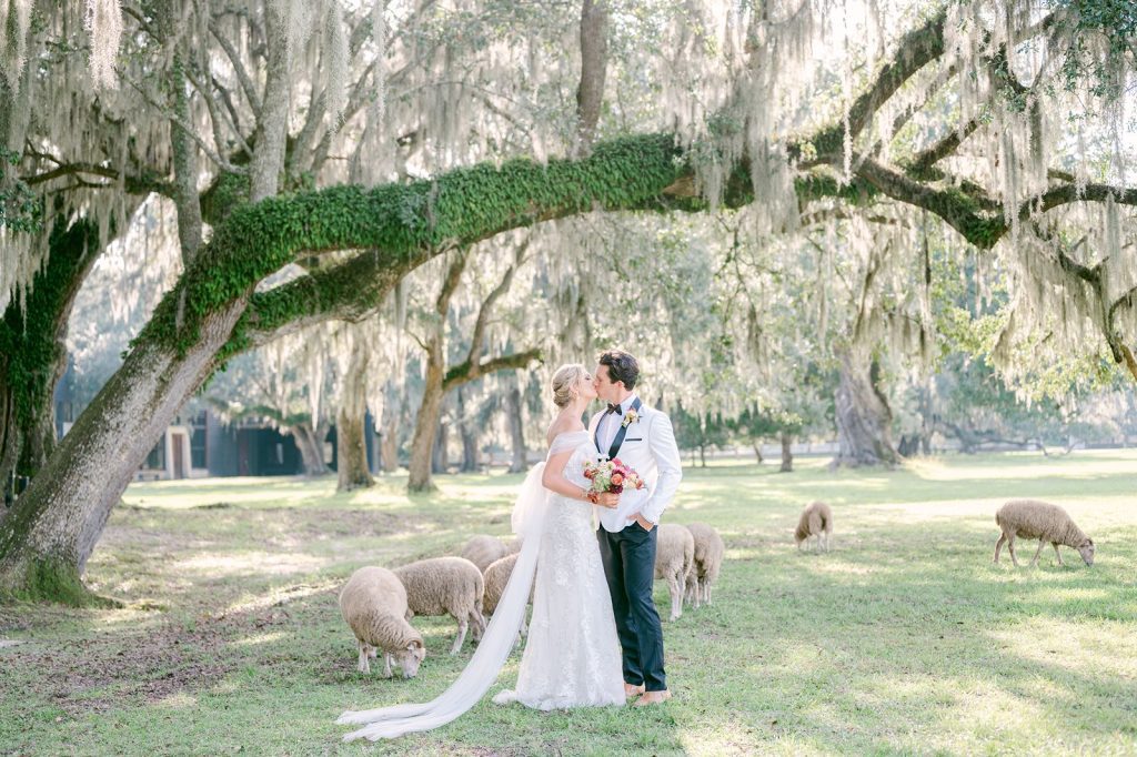 newlywed couple kiss under tree with Spanish moss surrounded by sheep