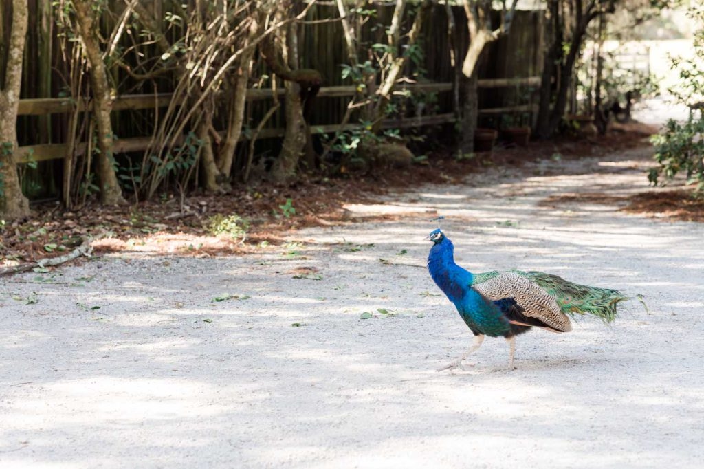 peacock strutting around the grounds of Magnolia Gardens