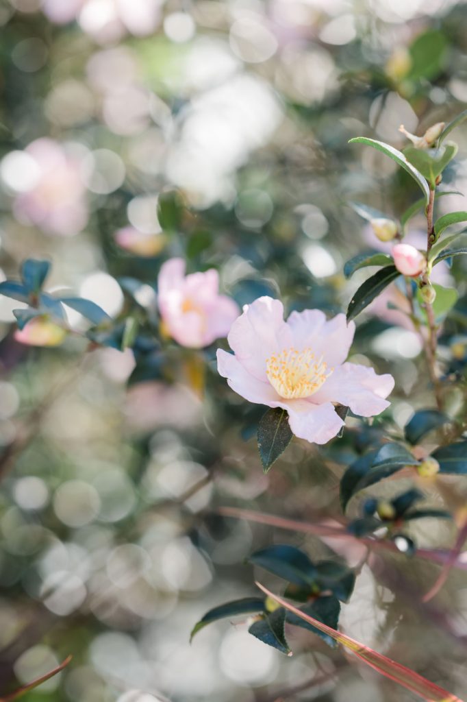 closeup of pink camellia on tree
