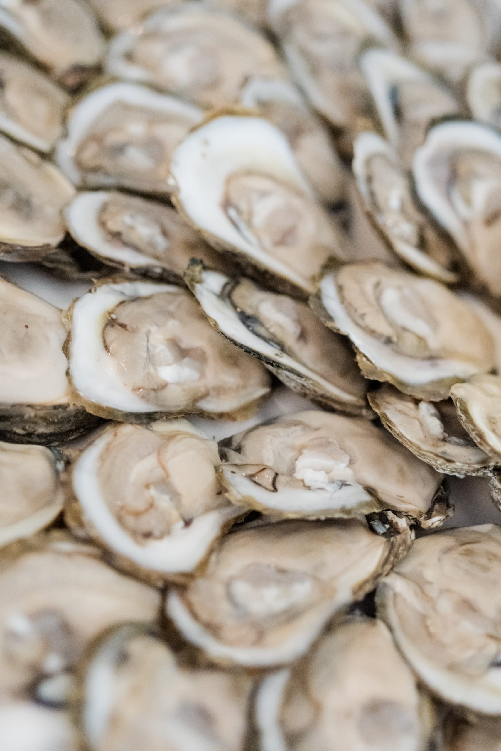 close up of multiple oysters